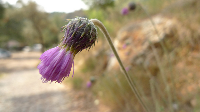 Chardon-marie (Silybum marianum)