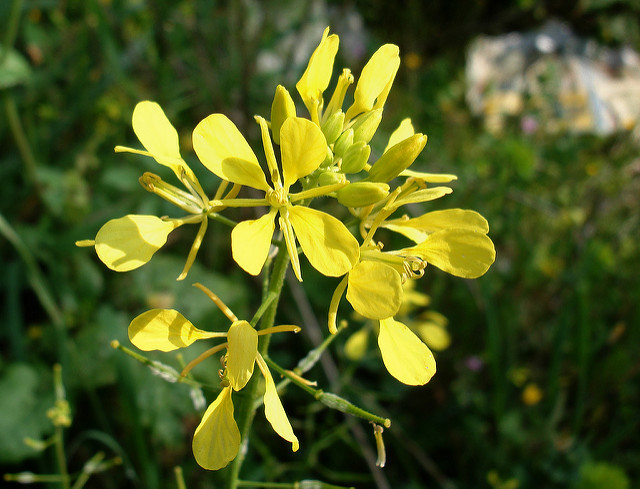 Moutarde blanche (Sinapis alba)