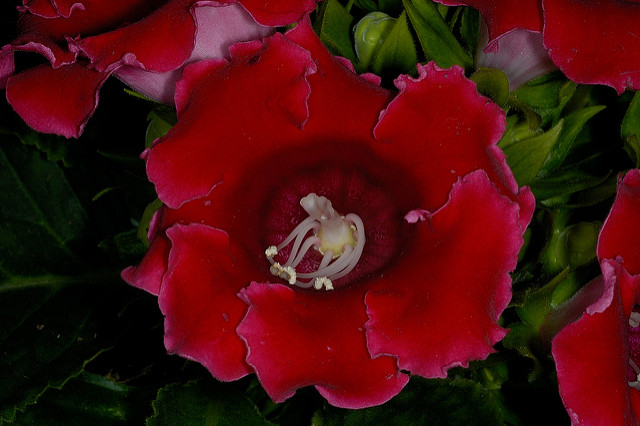Gloxinia élégant