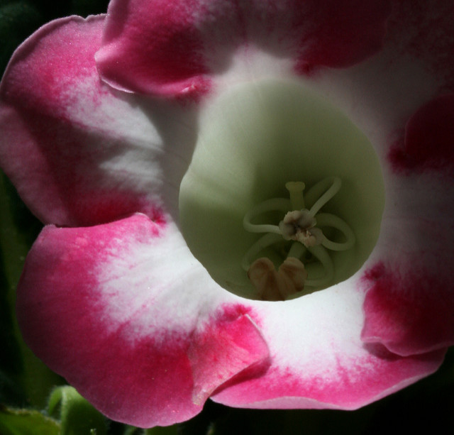 Gloxinia élégant