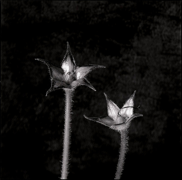 Gloxinia élégant