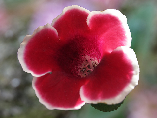 Gloxinia élégant