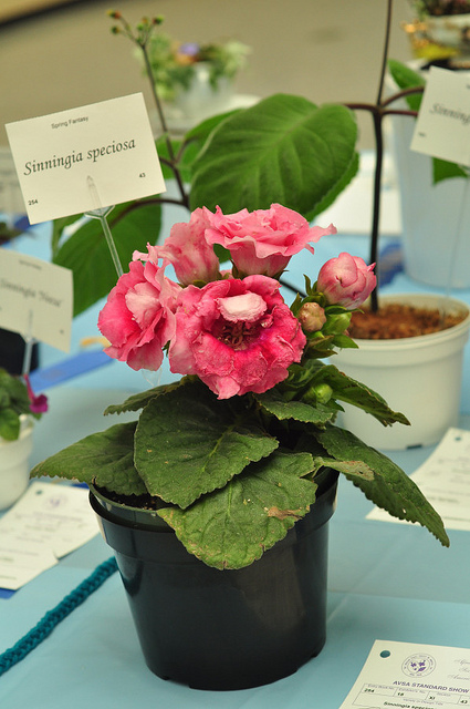 Gloxinia élégant