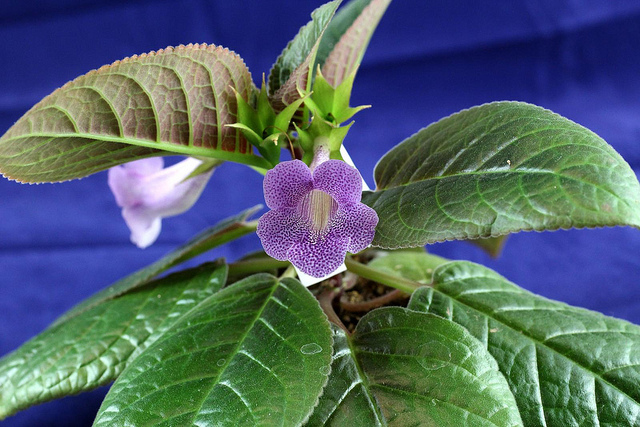Gloxinia élégant (Sinningia speciosa)