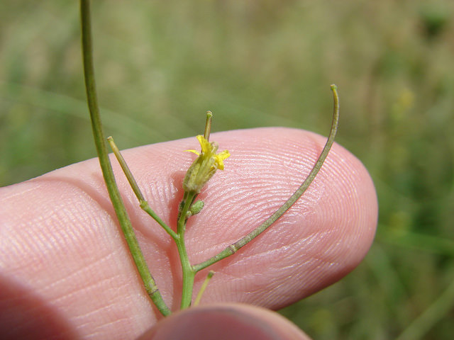 Grand vélar (Sisymbrium altissimum)