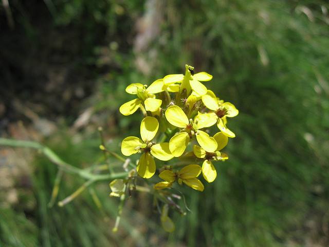 Sisymbrium austriacum (Sisymbrium austriacum)