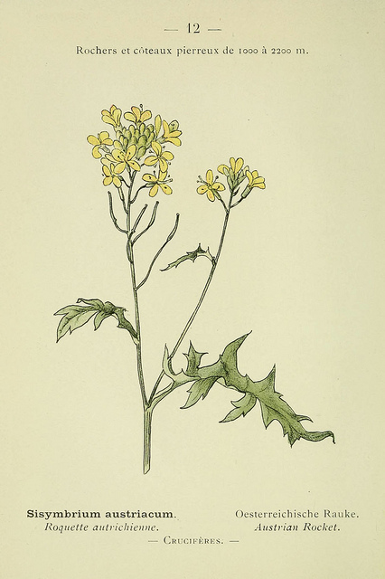 Sisymbrium austriacum