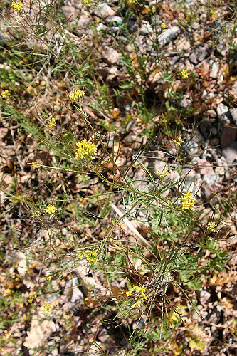 Roquette jaune