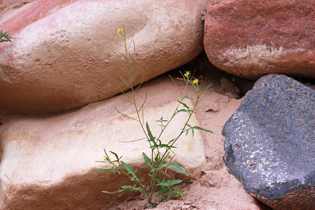 Roquette jaune (Sisymbrium irio)