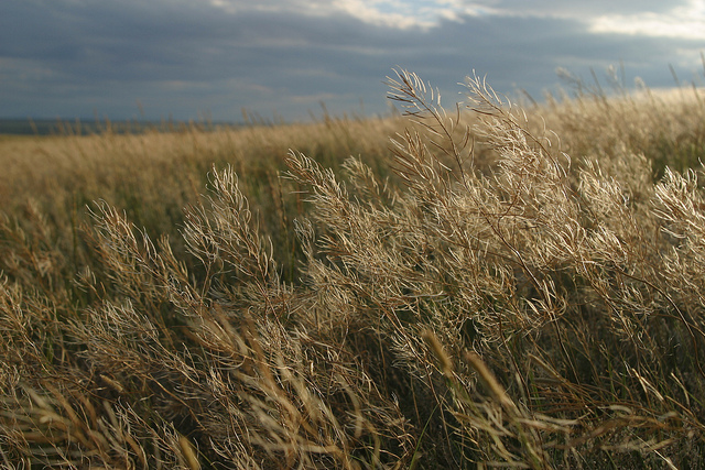 Sisymbre de loesel (Sisymbrium loeselii)