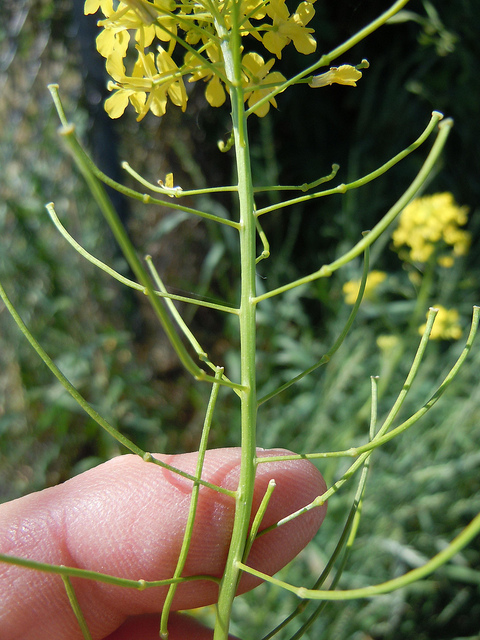 Sisymbre de loesel