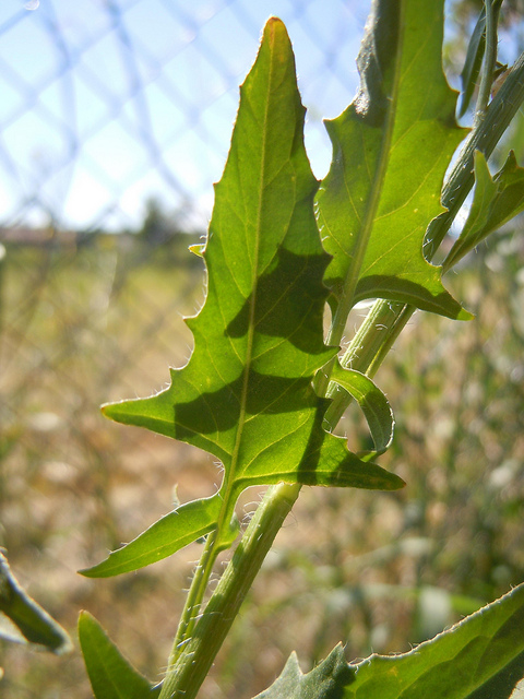Sisymbre de loesel