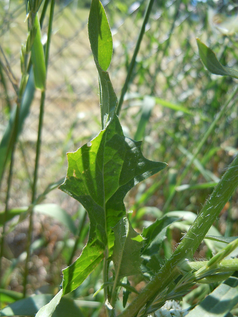 Sisymbre de loesel