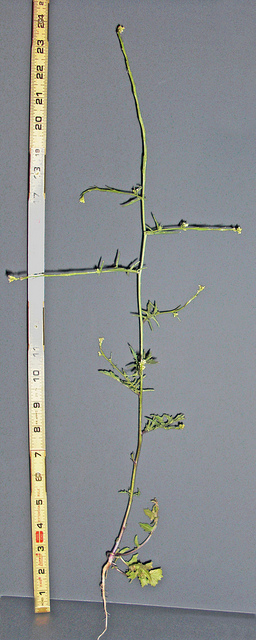 Sisymbre officinal (Sisymbrium officinale)