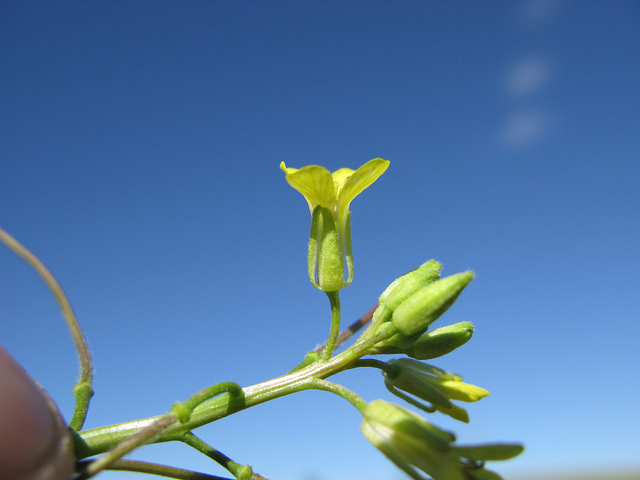 Sisymbrium orientale