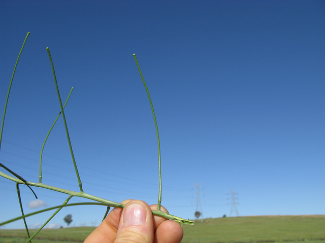 Sisymbrium orientale