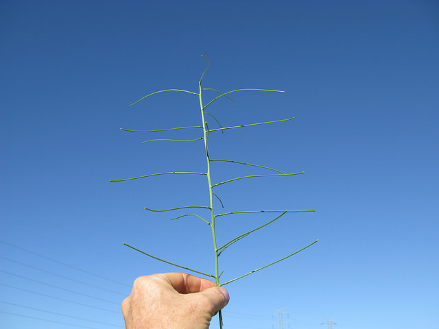 Sisymbrium orientale