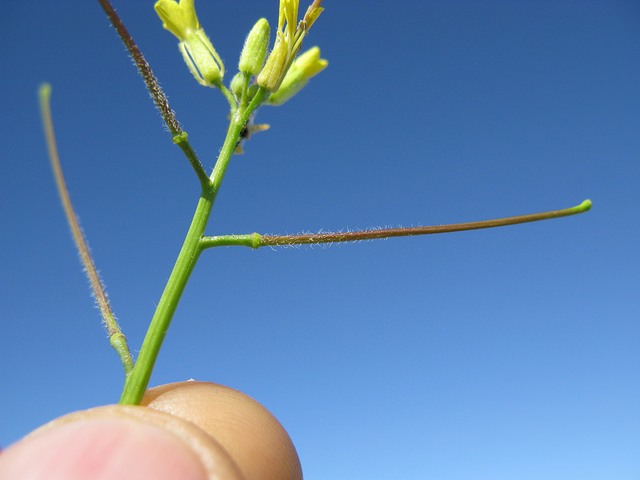 Sisymbrium orientale