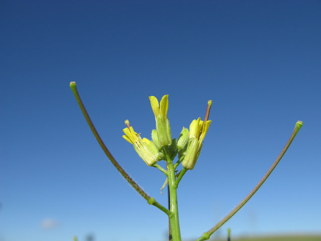Sisymbrium orientale