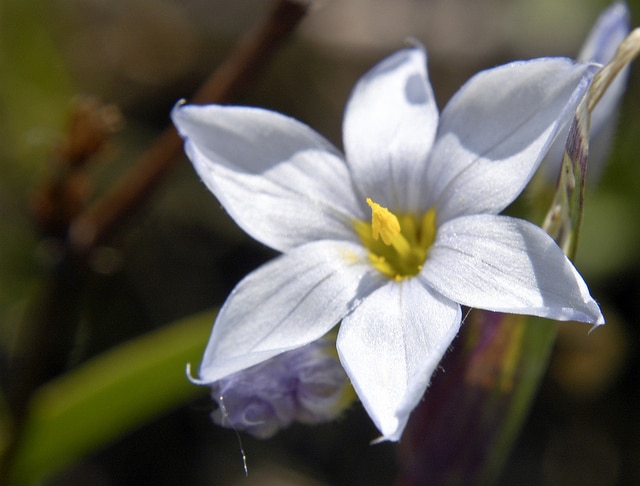 Sisyrinchium albidum