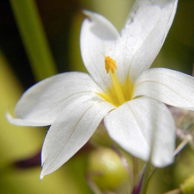 Sisyrinchium albidum