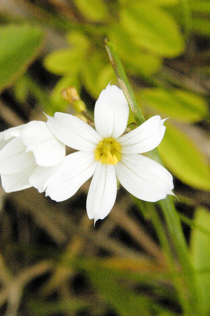 Sisyrinchium albidum