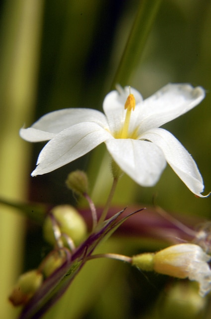 Sisyrinchium albidum