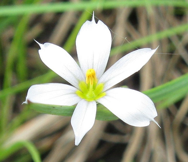 Sisyrinchium albidum (Sisyrinchium albidum)