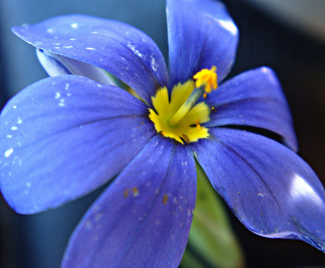 Bermudienne à feuilles étroites (Sisyrinchium angustifolium)