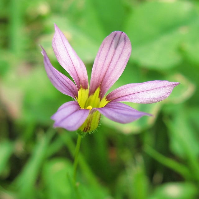 Sisyrinchium atlanticum (Sisyrinchium atlanticum)