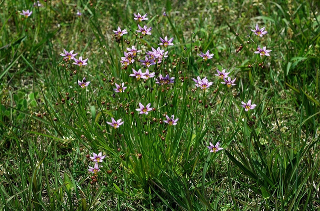 Sisyrinchium atlanticum