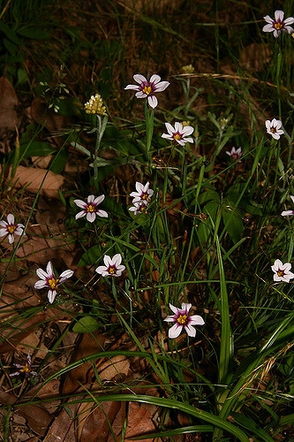 Sisyrinchium atlanticum