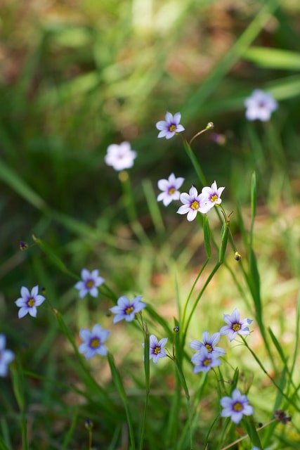 Sisyrinchium atlanticum