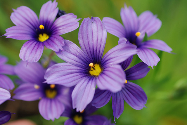 Sisyrinchium bellum