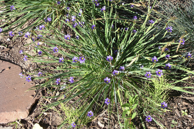 Sisyrinchium bellum