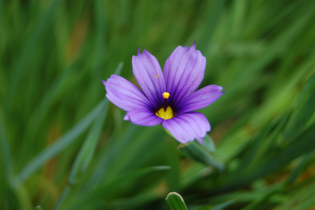 Sisyrinchium bellum