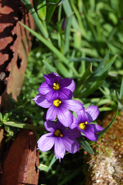 Sisyrinchium bellum