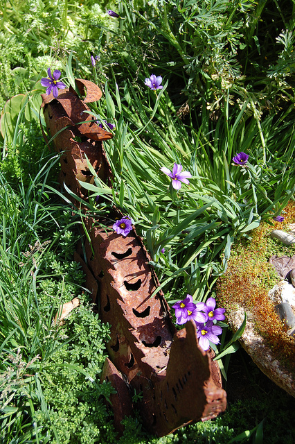 Sisyrinchium bellum