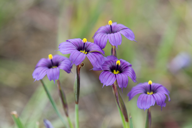 Sisyrinchium bellum (Sisyrinchium bellum)