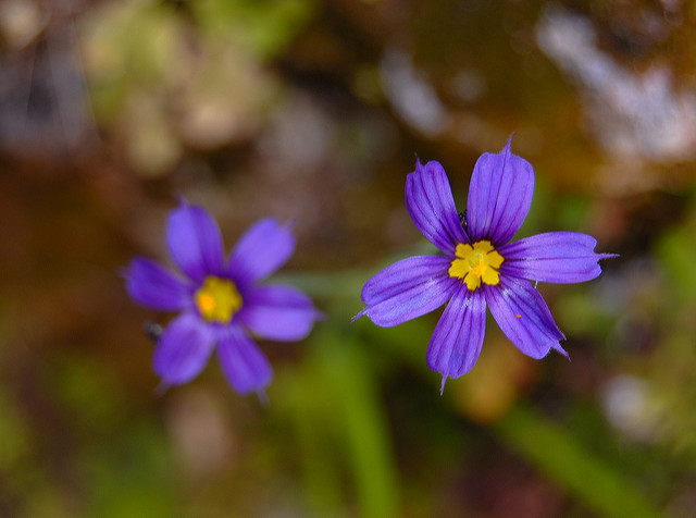 Bermudienne à feuilles étroites (Sisyrinchium bermudiana)