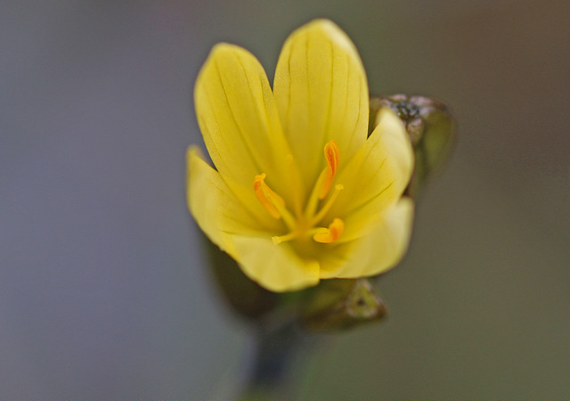 Sisyrinchium californicum