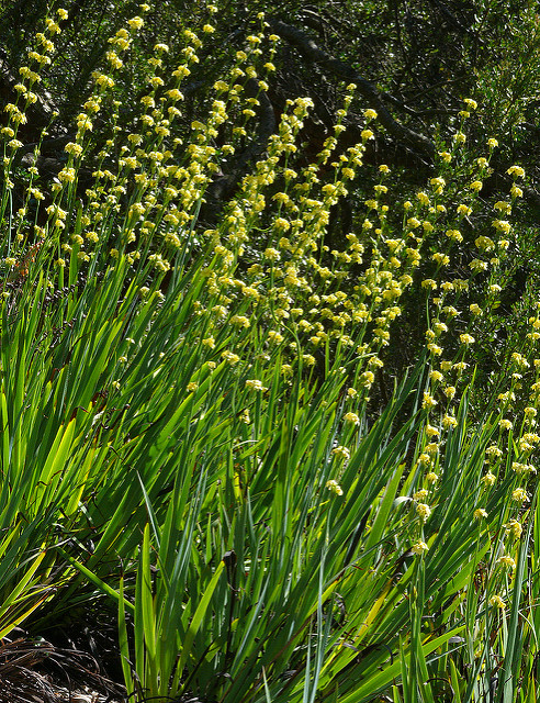Sisyrinchium californicum