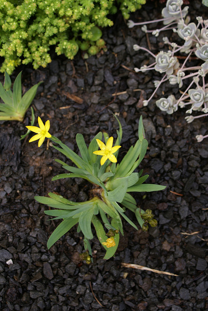 Sisyrinchium californicum