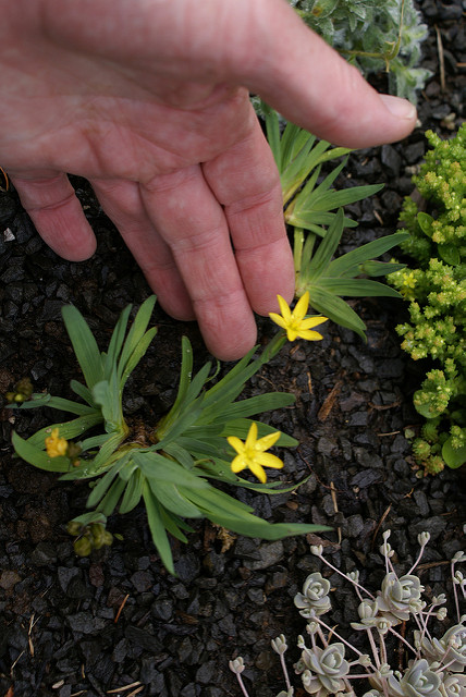 Sisyrinchium californicum