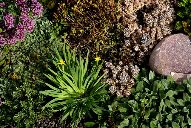 Sisyrinchium californicum (Sisyrinchium californicum)