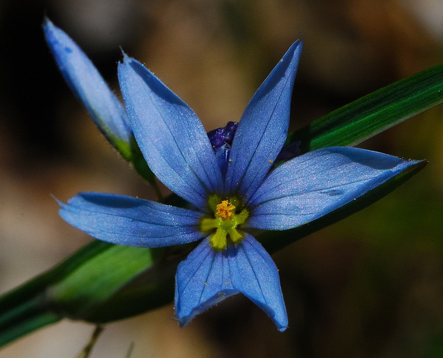 Sisyrinchium campestre