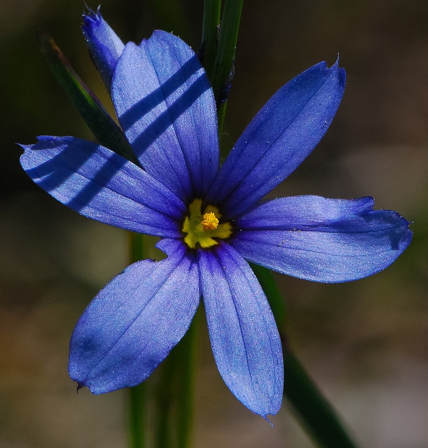 Sisyrinchium campestre