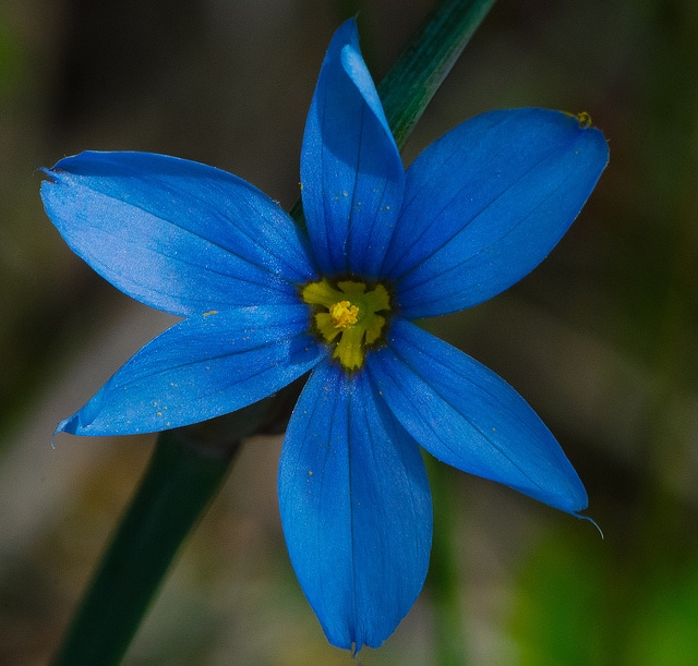 Sisyrinchium campestre