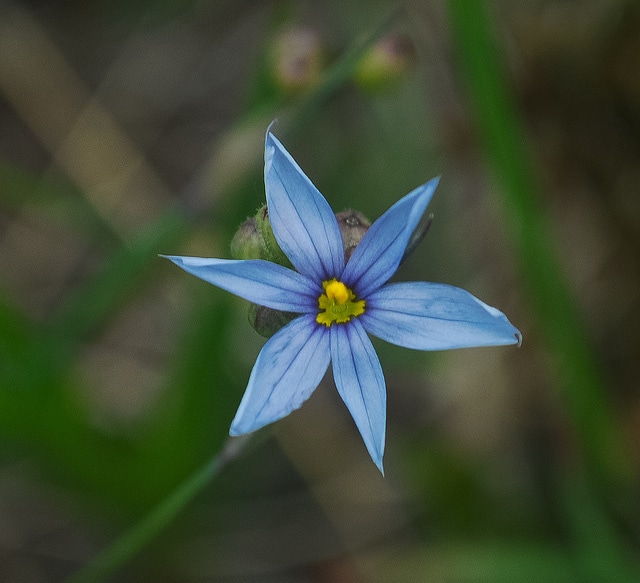 Sisyrinchium campestre