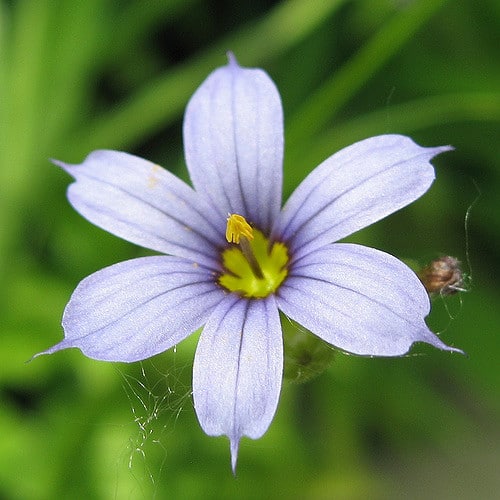Sisyrinchium campestre